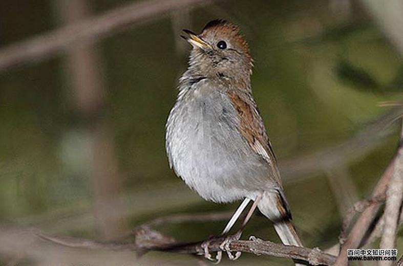 ��ɫҹ��ͼƬ