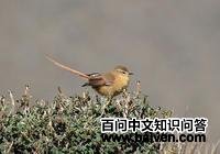 ��ɫ��βȸ��ͼƬ