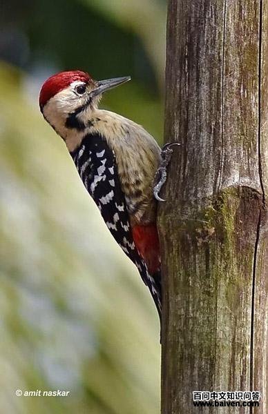 茶胸斑啄木鸟 茶胸斑啄木鸟的图片