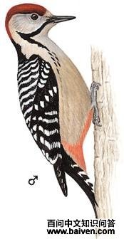 ���ذ���ľ����̬����ͼ