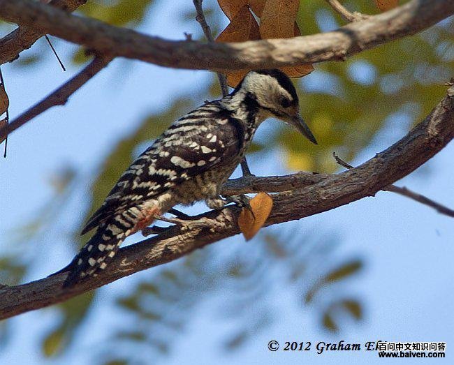 ���ذ���ľ�񣺴�������ӡ�ȣ�