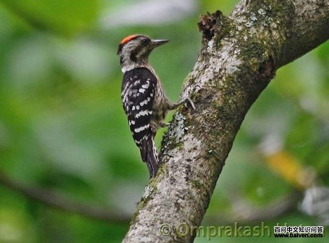 ���ذ���ľ��������������ӡ�ȣ�