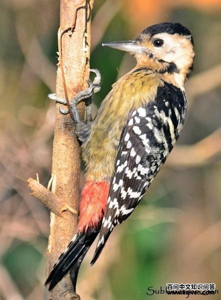 ���ذ���ľ�񣺴�������ӡ�ȣ�