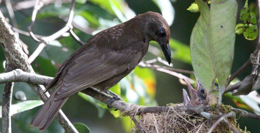 暗褐鹂 暗褐鹂的图片