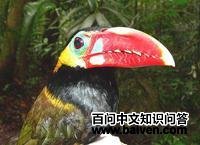 茶须小巨嘴鸟 茶须小巨嘴鸟的图片