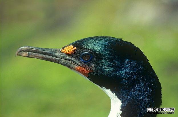 �鵺��˵�ͼƬ