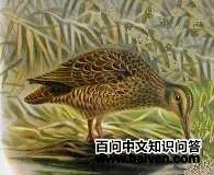 �鵺ɳ׶��ͼƬ