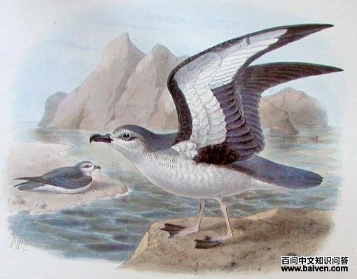 查岛圆尾鹱 查岛圆尾鹱的图片