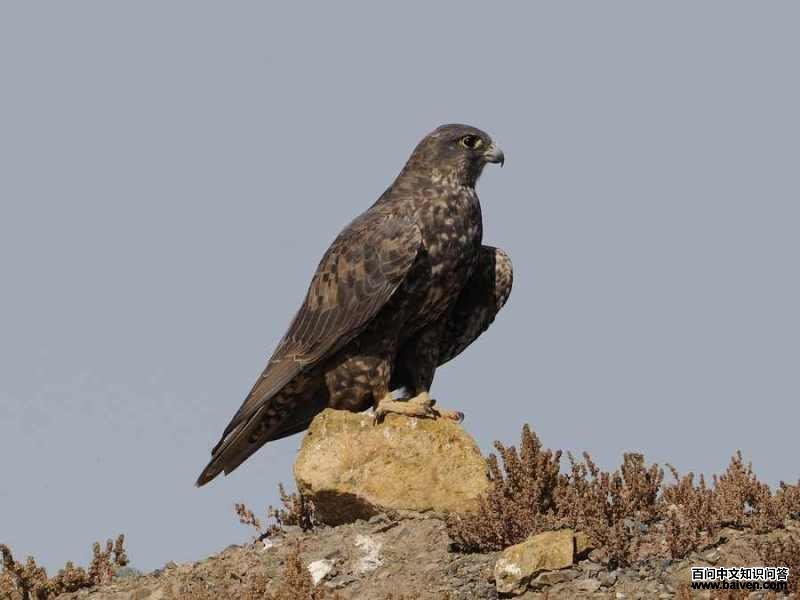 ����̩����ͼƬ