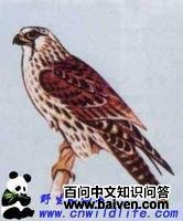 ����̩��