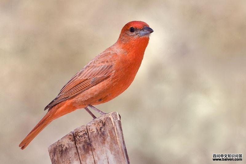 暗红丽唐纳雀 暗红丽唐纳雀的图片