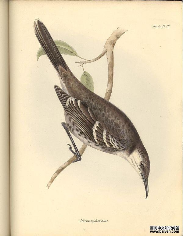 查尔斯嘲鸫 查尔斯嘲鸫的图片