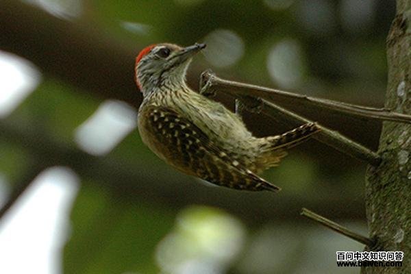 暗红啄木鸟 暗红啄木鸟的图片