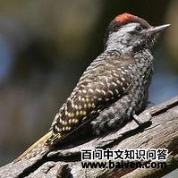 ������ľ��