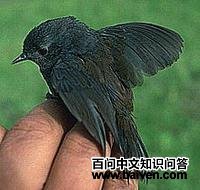 ���������ͼƬ