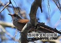 �������ȸ��ͼƬ