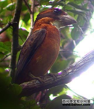 铲嘴翠鸟 铲嘴翠鸟的图片