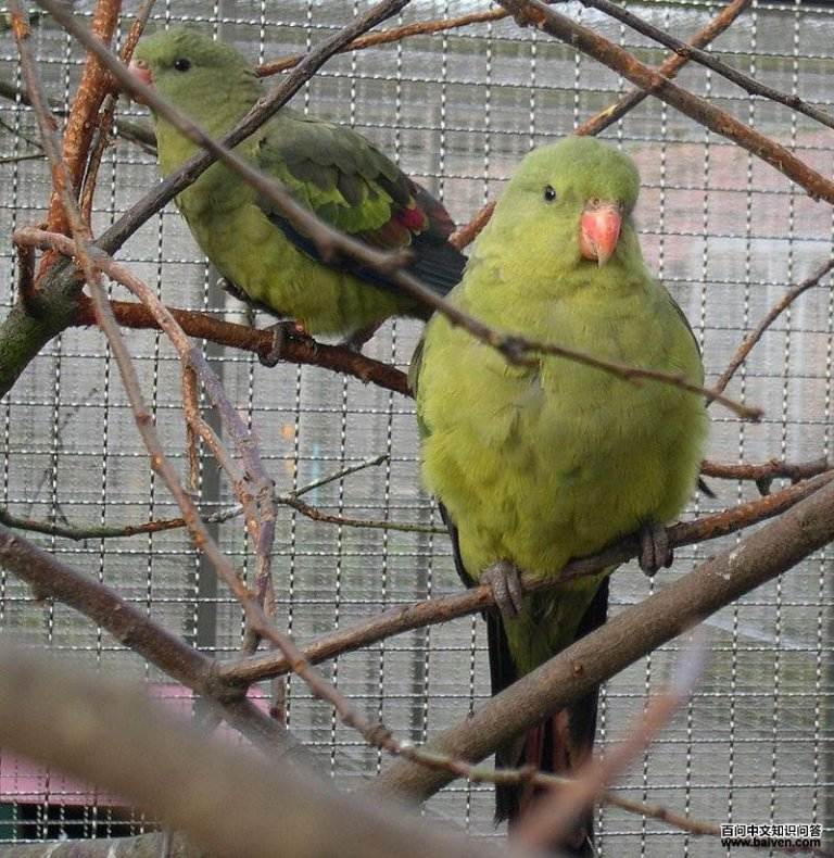 超级鹦鹉属 超级鹦鹉属的图片