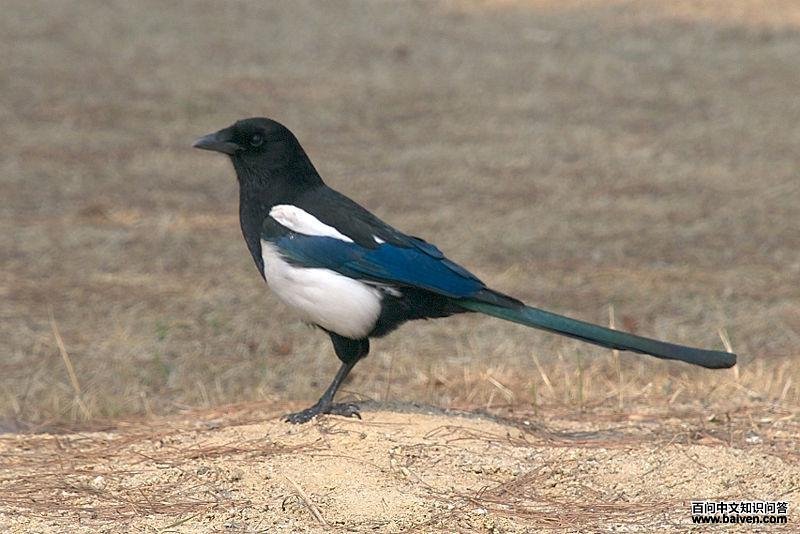 朝鲜喜鹊 朝鲜喜鹊的图片