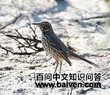 ��ɽ���쳰���