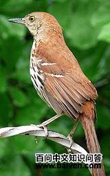 ���쳰���