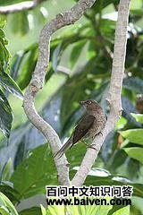 ���س����