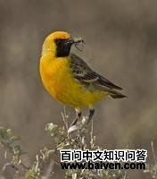 �Ȱ��S��ͼƬ