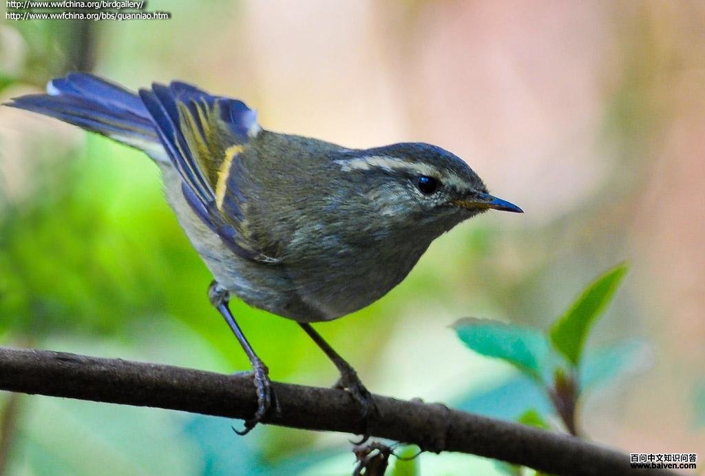 橙斑翅柳莺 橙斑翅柳莺的图片