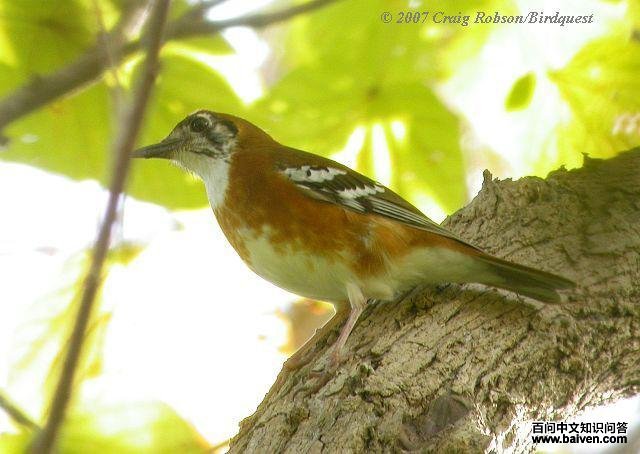 橙斑地鸫 橙斑地鸫的图片