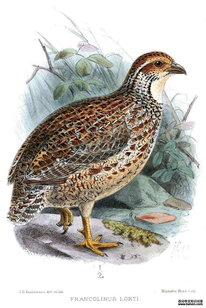 �ȳ������ͼƬ