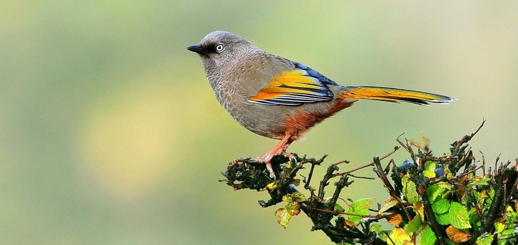 橙翅噪鹛 橙翅噪鹛的图片