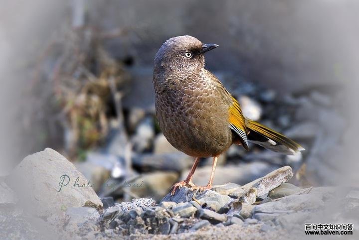 �ȳ����̣���Ӱ���ϱ����ͣ�����ص㣺���μ׸��ӣ�����ʱ�䣺2011-10-22