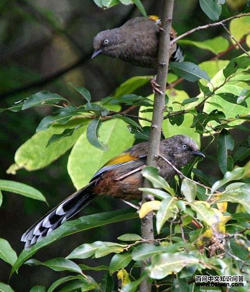 �ȳ�����