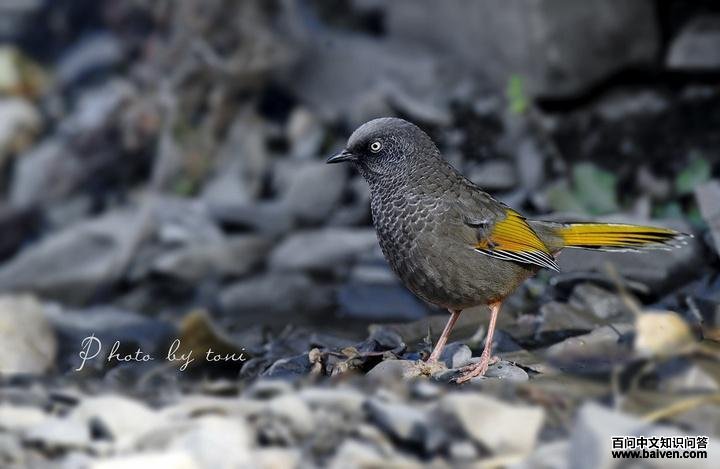 �ȳ����̣���Ӱ���ϱ����ͣ�����ص㣺���μ׸��ӣ�����ʱ�䣺2011-10-22