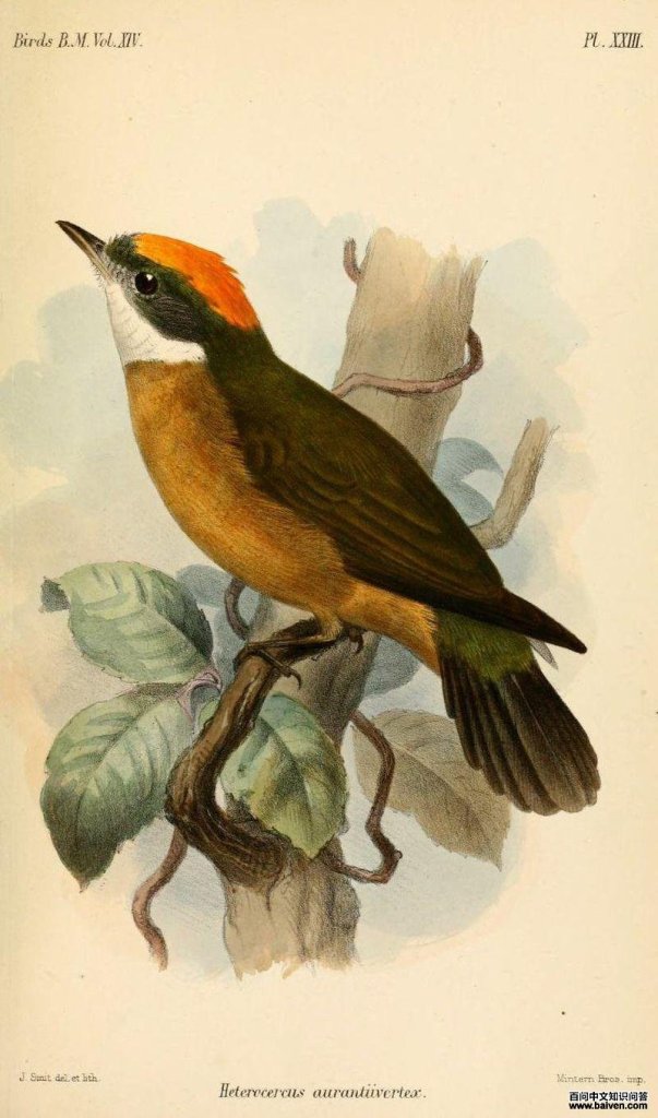 �ȶ����l��ͼƬ