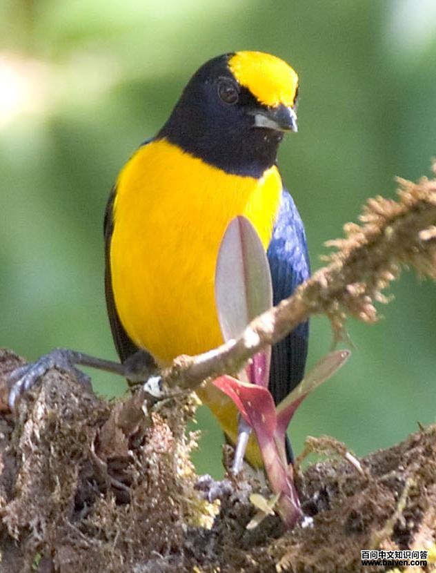 橙腹歌雀 橙腹歌雀的图片