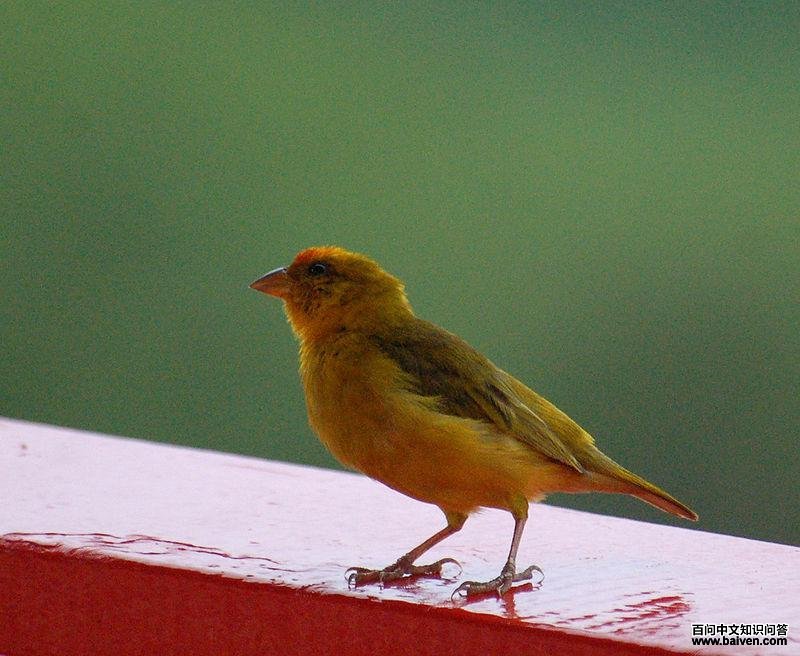 橙额黄雀鹀 橙额黄雀鹀的图片