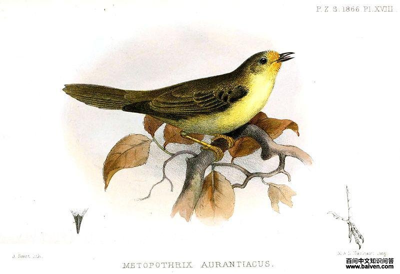 �ȶ��޶�ȸ��ͼƬ