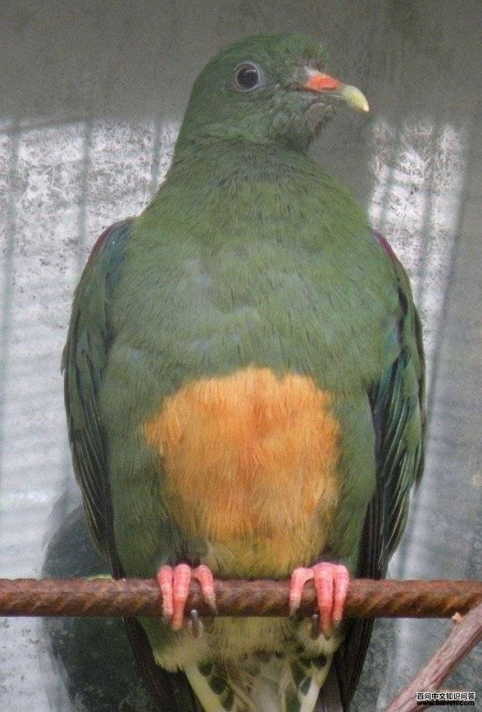 橙腹果鸠 橙腹果鸠的图片
