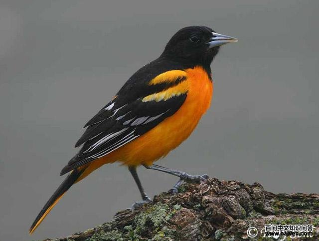 �ȸ�����ͼƬ