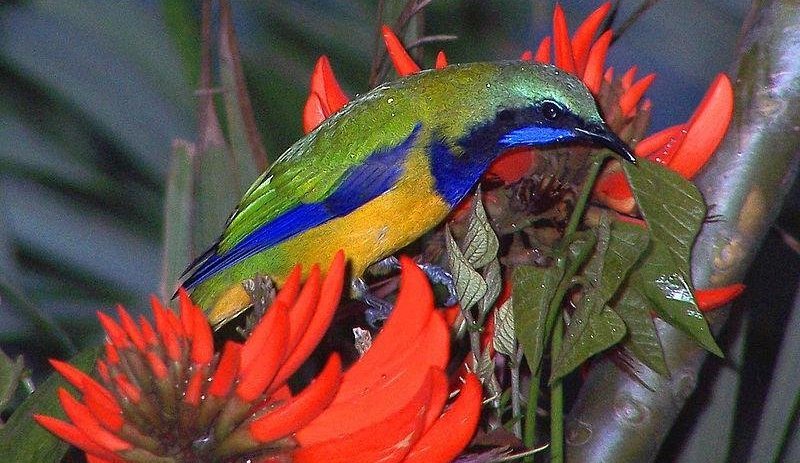 �ȸ�Ҷ�ǵ�ͼƬ