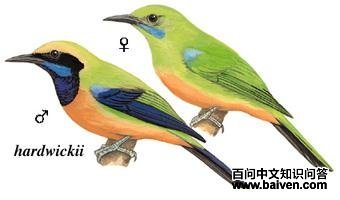 �ȸ�Ҷ�ǣ���̬����ͼ