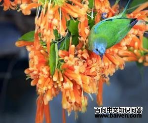 �ȸ�Ҷ�ǣ�����