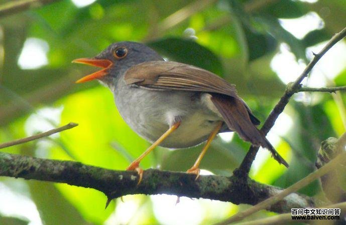 �ȸ�ҹ��ͼƬ