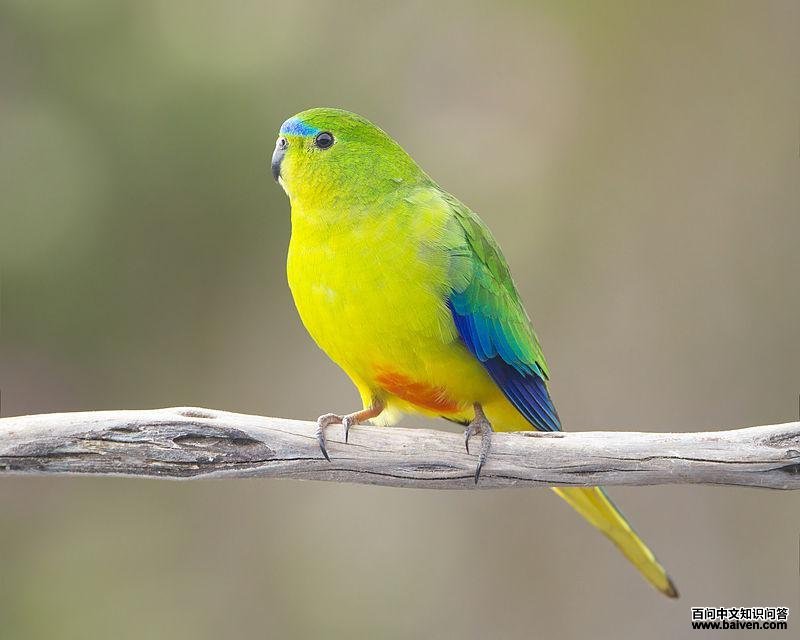 �ȸ����ĵ�ͼƬ