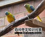 �̱�ʯ����