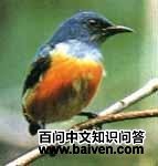 �ȸ��Ļ����ͼƬ