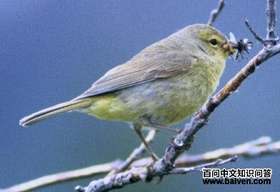 �ȹڳ�ɭݺ��ͼƬ