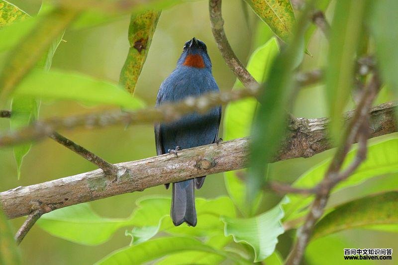 �Ⱥ�ȸ��ͼƬ