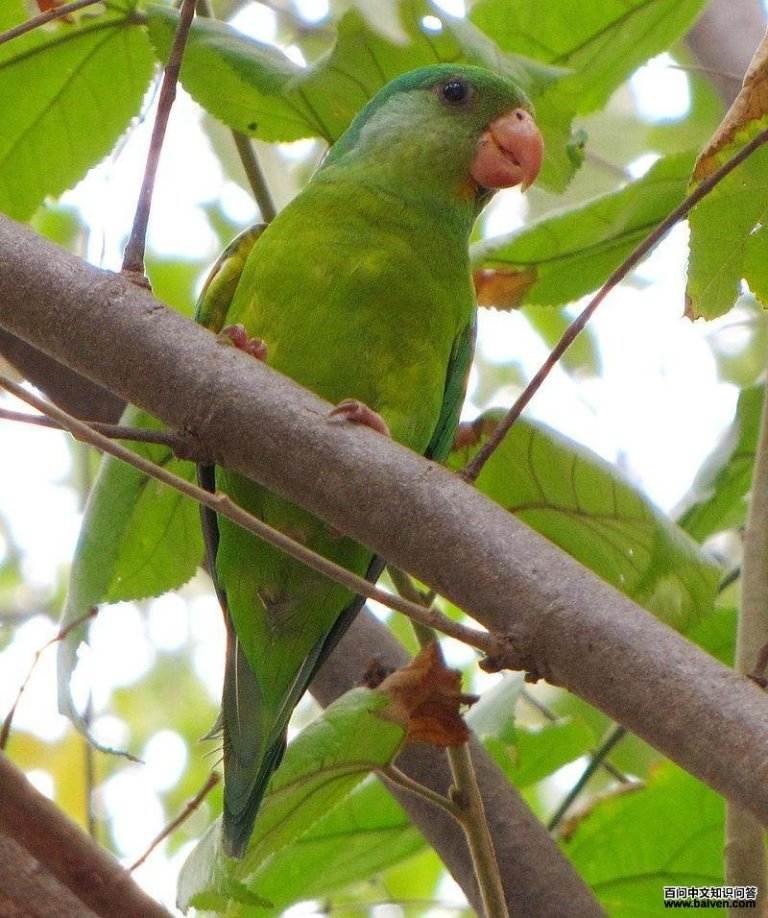 ����и��ͼƬ